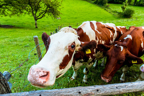 istock Cows in organic cattle breeding farm in Switzerland 513273533