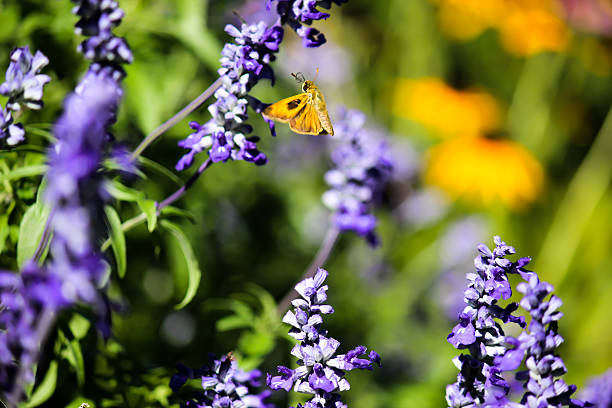 istock Butterfly on a Flower 513273753