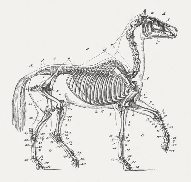 horse - horse animal skeleton anatomy animal stock-grafiken, -clipart, -cartoons und -symbole