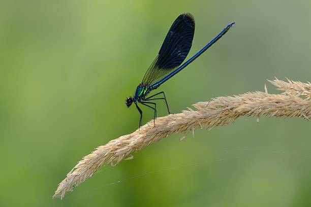istock Caloptryx splendes, male 513274027