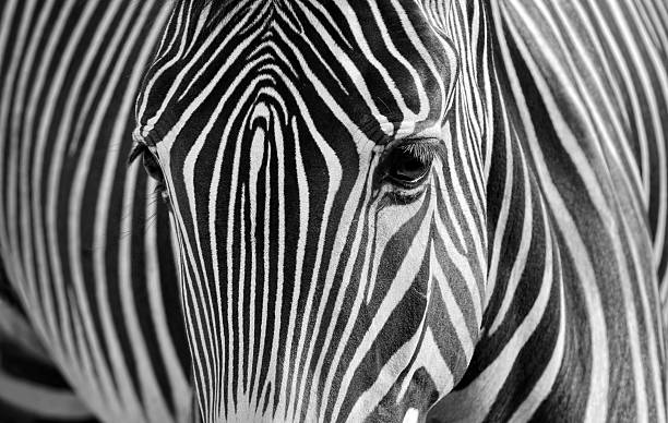 zebra - black white macro high contrast - fotografias e filmes do acervo