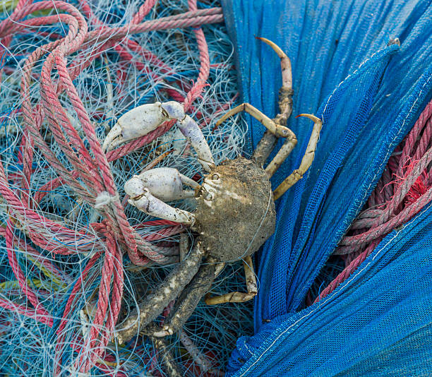 istock Crab caught in fishing nets. 513274539