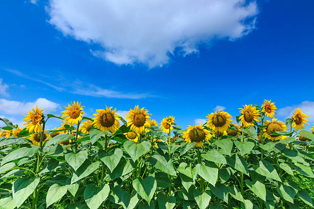 istock Sunflowers over cloudy blue sky 513274633