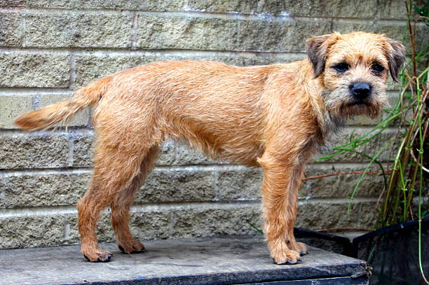 istock Working Border Terrier female stood by brick wall 513274849