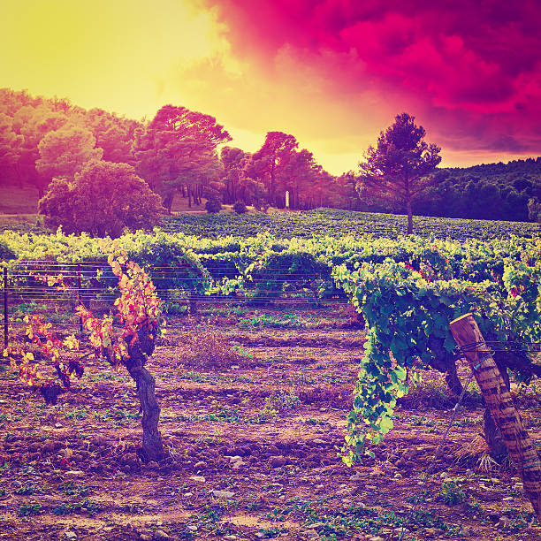 Vineyard