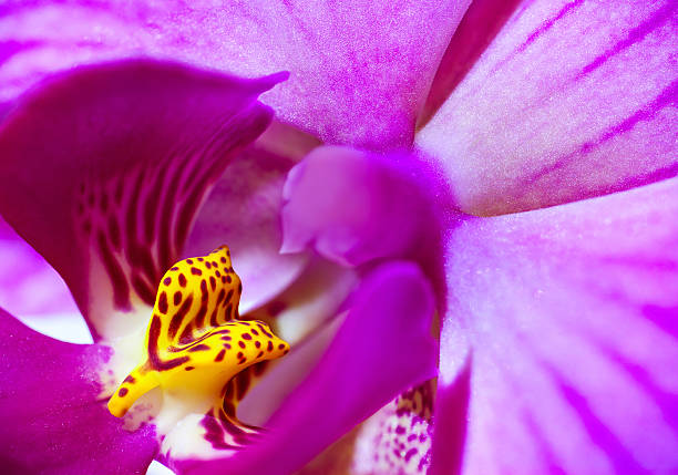 istock pink orchid flower used as background 513275555