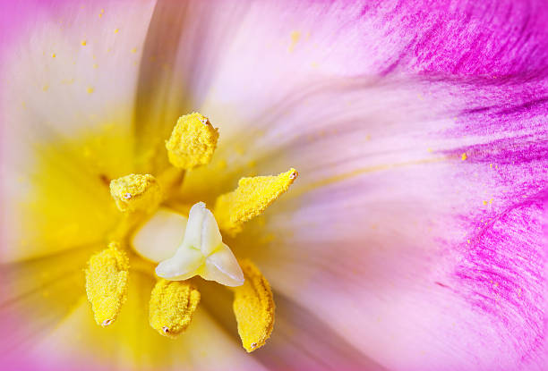 istock Pink orchid flower used as background 513275559