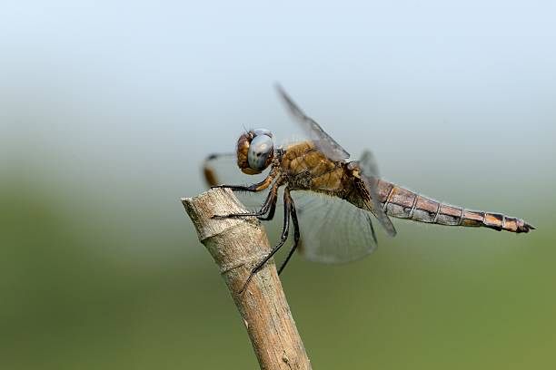 istock Female Fulva Dragonfly 513289583