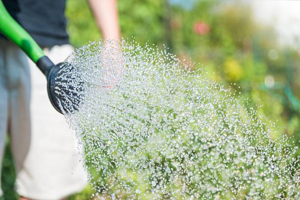 istock Garden Giessen Watering can 513289981