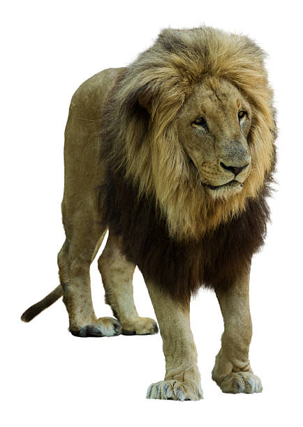 istock Male lion 513290057