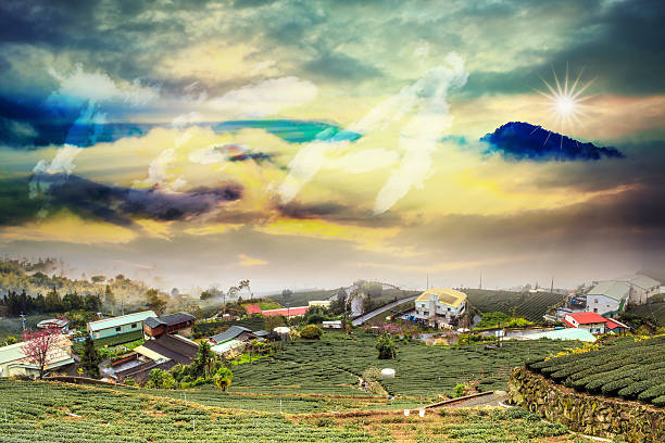 istock Beautiful tea garden sunset 513290125