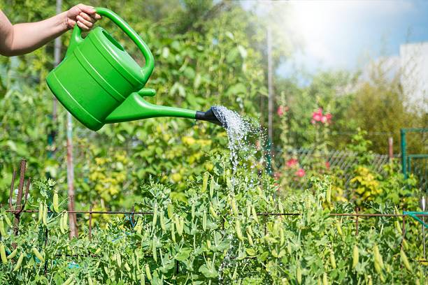 istock Garden Giessen Watering can 513290211