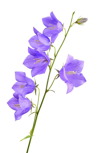 istock Blooming forest bellflowers 513290217