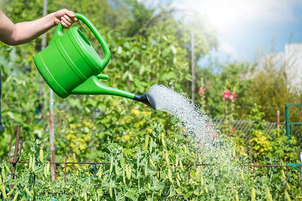 istock Garden Giessen Watering can 513290343