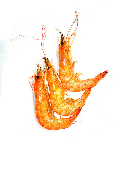 istock Grilled shrimp on white background. 513291137
