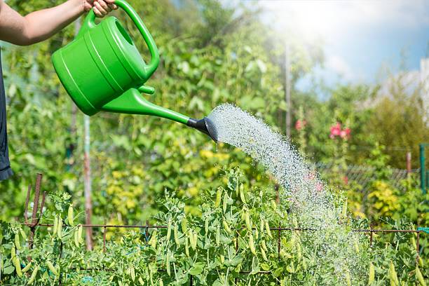 istock Garden Giessen Watering can 513291453