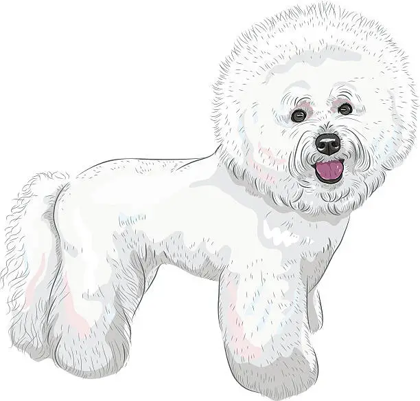 Vector illustration of vector white cute dog Bichon Frise breed