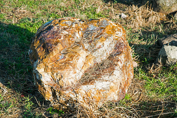 istock Fossil Trunk in Nature 513292835