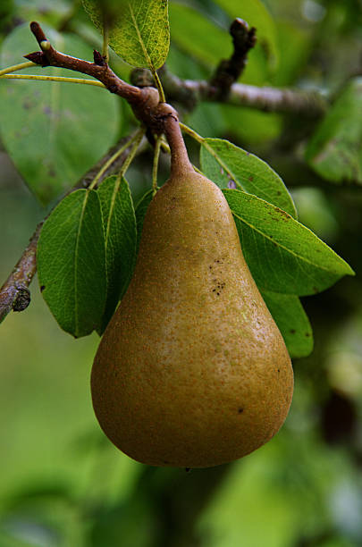 istock Detail of a pear tree with pears background 513293131