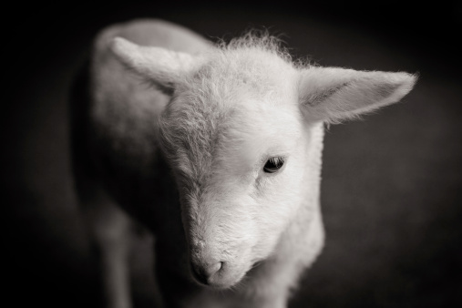 An inquisitve baby lamb in Victoria, Australia