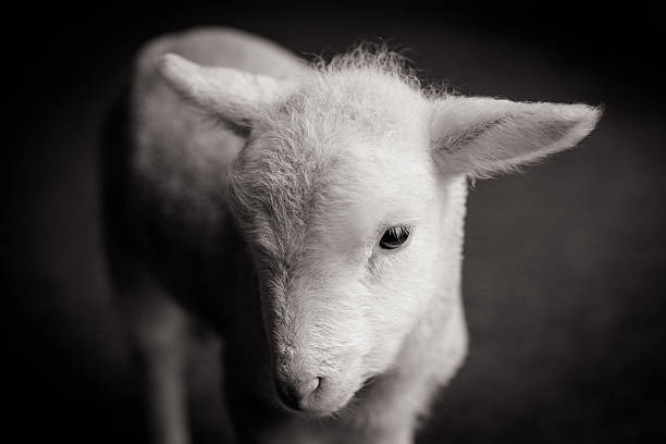 детские ягненка лицо - newborn animal фотографии стоковые фото и изображения