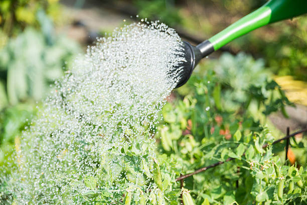 istock Garden Giessen Watering can 513293649