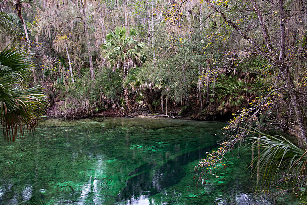 istock West Indian Manatee, Blue Spring, Florida, USA 513293654