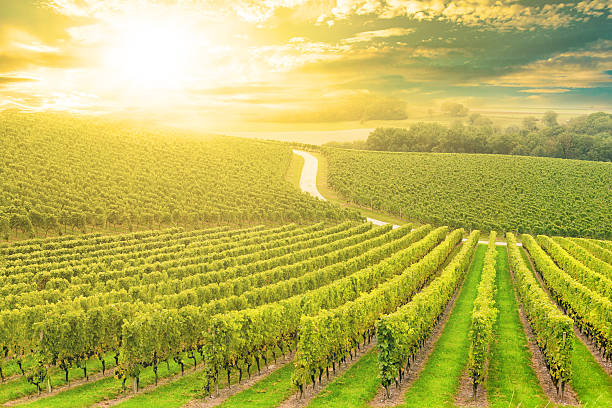istock Beautiful Swiss vineyards in sunset with dramatic sky over meadows 513293675