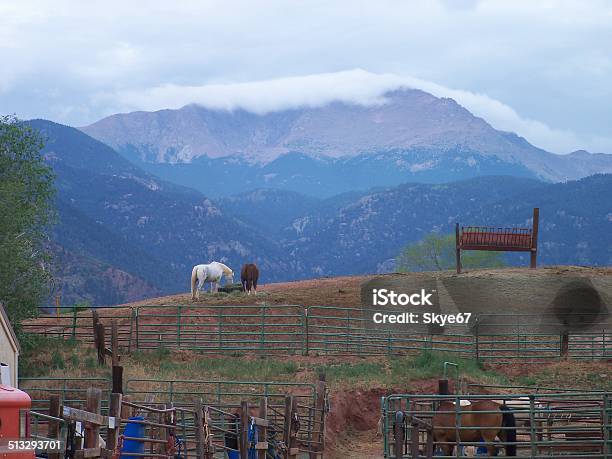 Caballos En Pasto Foto de stock y más banco de imágenes de Aire libre - Aire libre, Caballo - Familia del caballo, Colorado