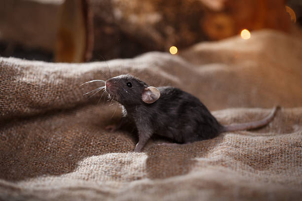 istock Animal Mouse on a gray bag 513293756