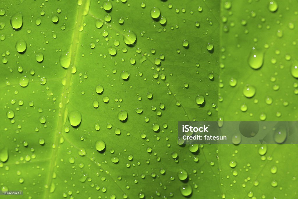 Water droplets on the leaves. Many covered with water droplets on the leaves. Beauty In Nature Stock Photo