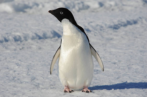 istock Adelie penguin looking sideways 513293880