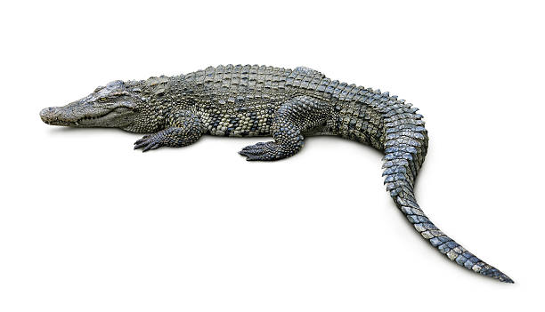 Crocodile Crocodile isolated on white crocodile stock pictures, royalty-free photos & images