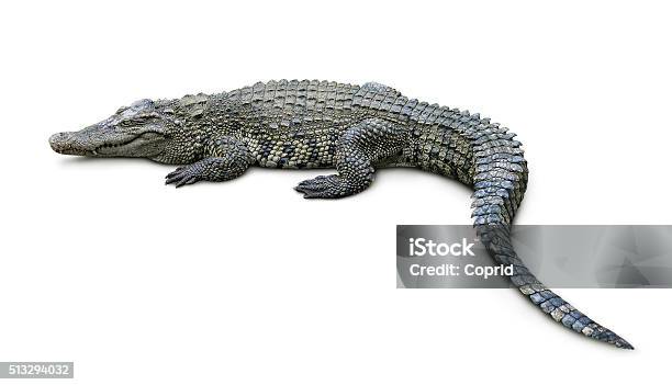 Crocodile Stock Photo - Download Image Now - Crocodile, Cut Out, Tail