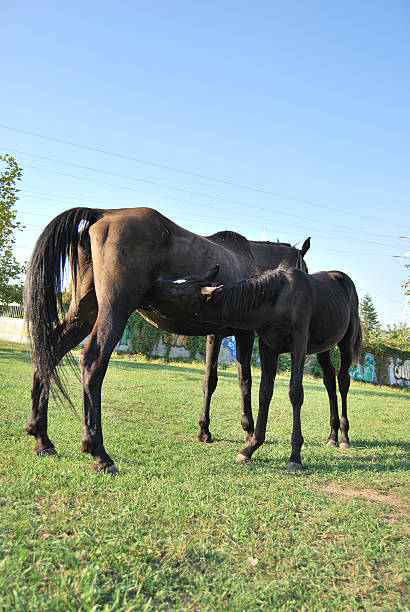 período de lactancia - foal child mare horse fotografías e imágenes de stock