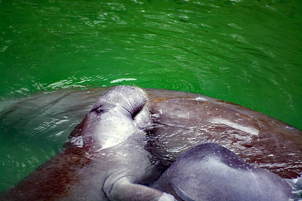 istock West Indian Manatee, Blue Spring, Florida, USA 513294102
