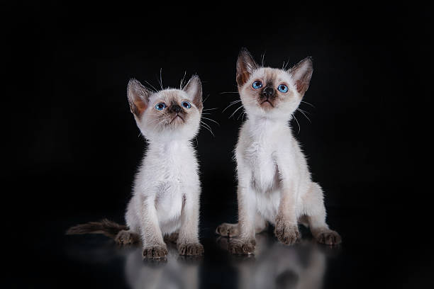 istock Tonkinese Kittens on a black background 513294250