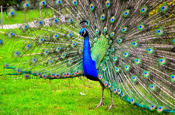 istock Peacock in Holland Park 513294519