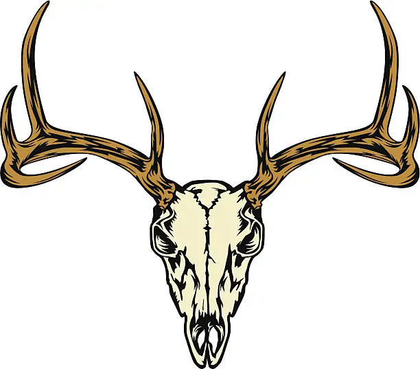 Vector illustration of DEER HEAD SKULL