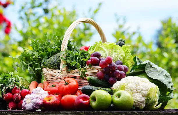 Photo of Variety of fresh organic vegetables in the garden