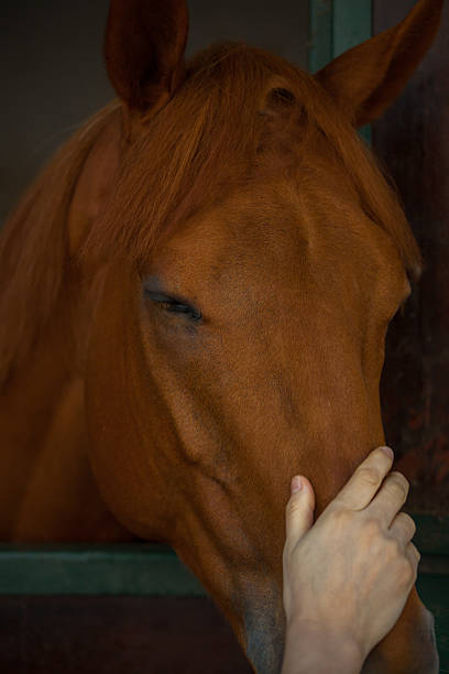 istock She loves horse 513294790