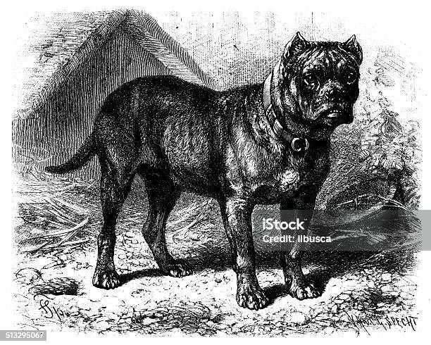 Antique Illustration Of Bullenbeisser Stock Illustration - Download Image Now