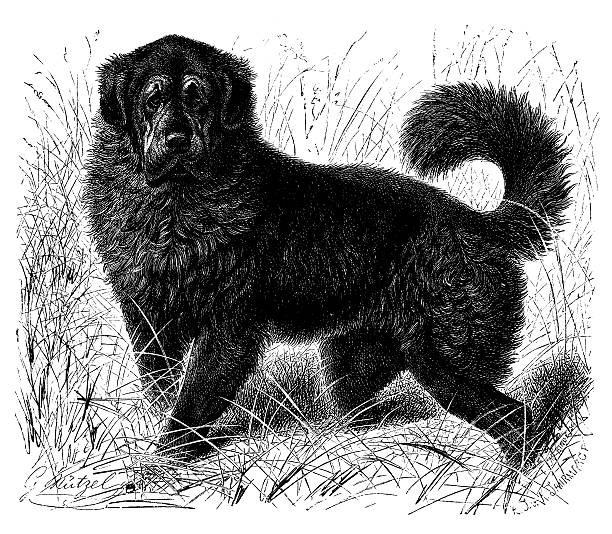 Antique illustration of Tibetan Mastiff Antique illustration of Tibetan Mastiff tibetan ethnicity stock illustrations