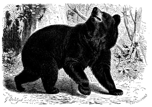Antique illustration of American black bear (Ursus americanus)