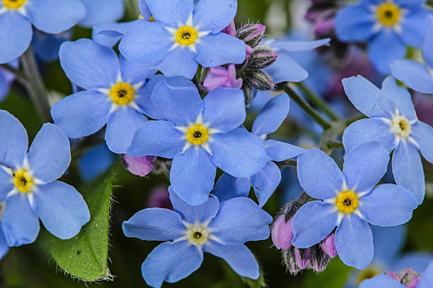 istock Abstract background of forget-me-not, close-up 513295780