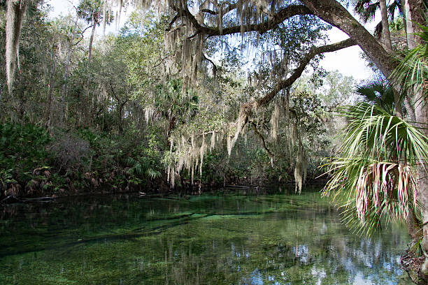 istock West Indian Manatee, Blue Spring, Florida, USA 513296186