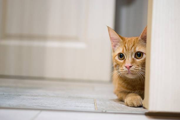 istock Red cat peeking out from the door 513296362