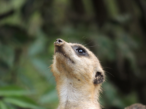 meerkat with selective focus