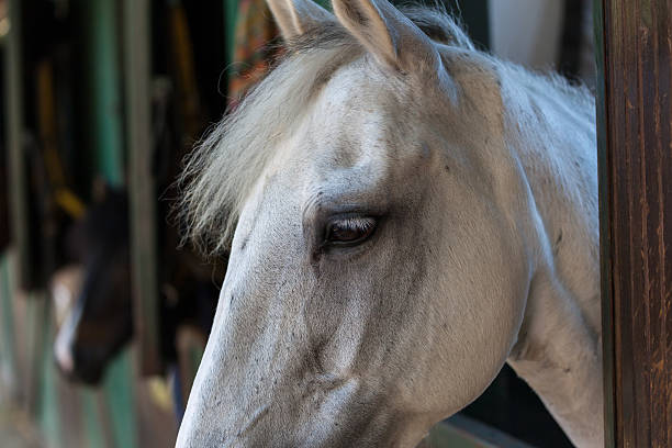 istock White horse detail 513296768