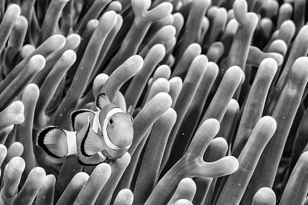 False Clown anemonefish (